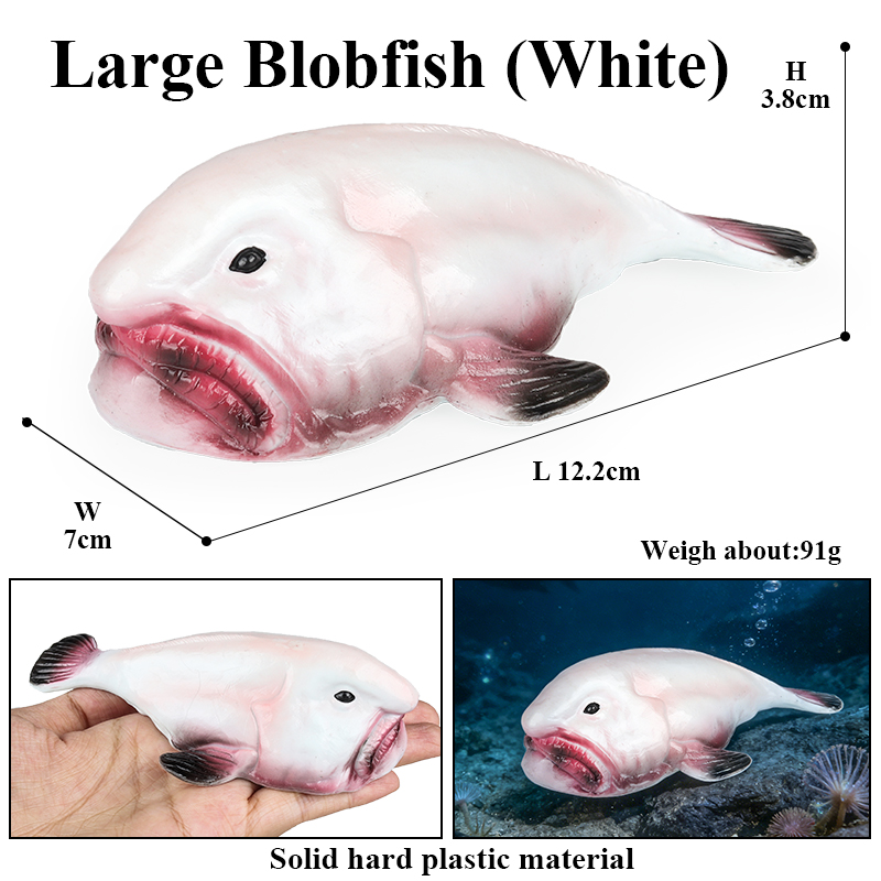 Oenux Australia Ikan Laut Dala - Kids Education In Australia ulasan dan harga